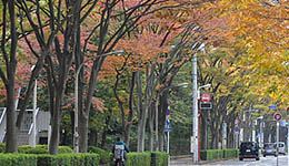 紅葉の並木